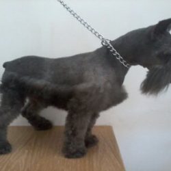 African Clinica Veterinaria