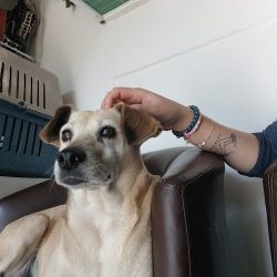 Aguayo Clinica Veterinaria