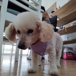 Animal Care Hospital Veterinario 24/7 En Aguascalientes