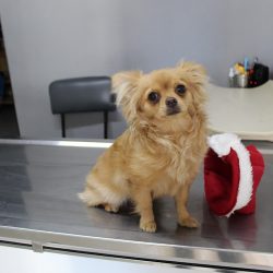 Negocio Animalejos Servicios Veterinarios