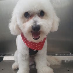 Animalia: Consultorio Veterinario