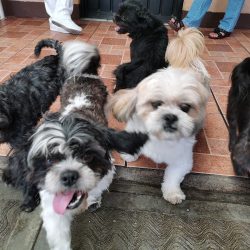 Negocio Animals, Inc. Veterinaria