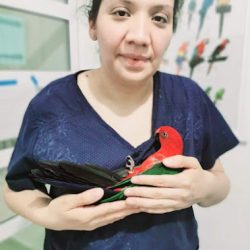 Ave Atención Veterinaria Especializada
