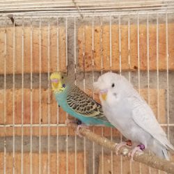 Aves Oscar Rodríguez