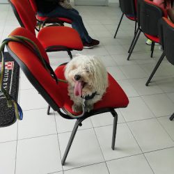 Buap : Hospital Veterinario Para Pequeñas Especies