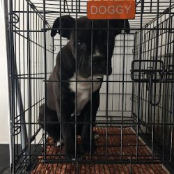 Can Boutique Veterinaria
