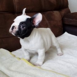 Centro Medico Veterinario Bios