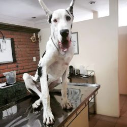 Centro Medico Veterinario