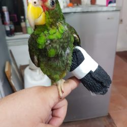 Centro Médico Veterinario