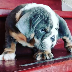 Negocio Centro Veterinario Animal Vet