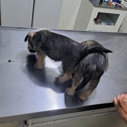 Negocio Centro Veterinario Maya Peek'