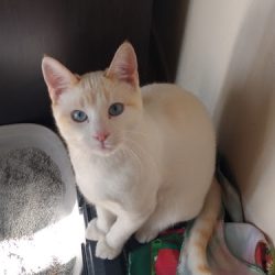 Centro Veterinario Perro Gato