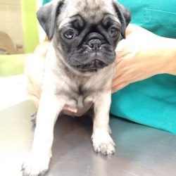 Centro Veterinario Potosino