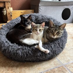 Cihuacóatl Veterinaria