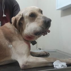 Círculo Veterinario