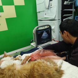 Clínica Integral Veterinaria Santa Lucía