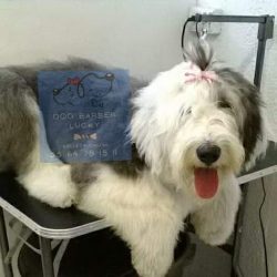 Clínica Kl & Dog Barber Lucky Estética Canina