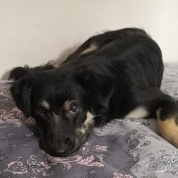 Clinica Vet Mascotitas