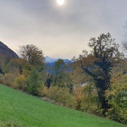 Negocio Clínica Veterinaria Akita Inu