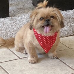 Clínica Veterinaria Allvet