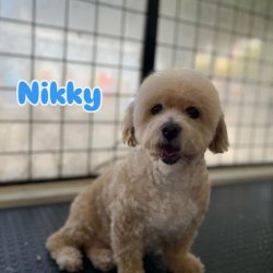 Clinica Veterinaria Amican