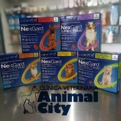 Negocio Clinica Veterinaria Animal City