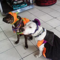 Clínica Veterinaria Animal House