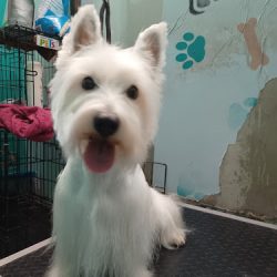 Clinica Veterinaria Bingo