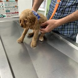 Clinica Veterinaria Canem