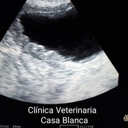 Clinica Veterinaria Casa Blanca ,estética,acuario