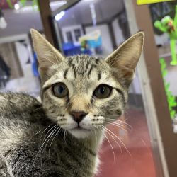 Clínica Veterinaria Chapis