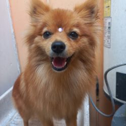 Clínica Veterinaria Clivet