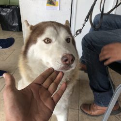 Clínica Veterinaria Daktaris