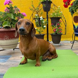 Clínica Veterinaria Doctor Rábago