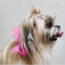 Clínica Veterinaria El Dorado