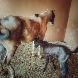 Clínica Veterinaria El Dorado