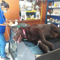 Clinica Veterinaria Frogos