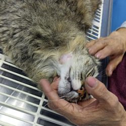 Clínica Veterinaria Gc