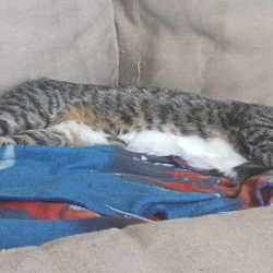 Clínica Veterinaria