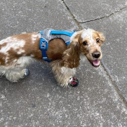 Clínica Veterinaria Hospican