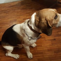 Clínica Veterinaria Jardines