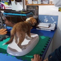 Clínica Veterinaria Katze