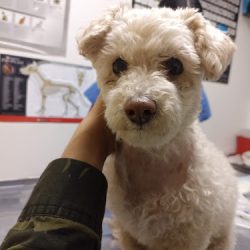 Clínica Veterinaria Kelev