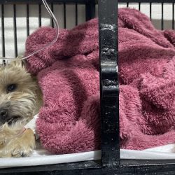 Clínica Veterinaria La Gloria Del Pastorcito