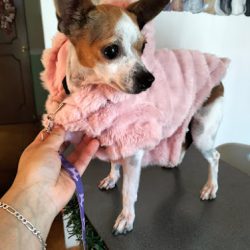 Clínica Veterinaria Ladivet