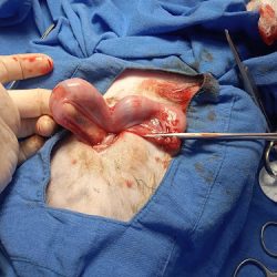 Clínica Veterinaria Las Americas