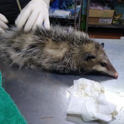 Clínica Veterinaria Las Americas