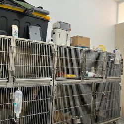 Clínica Veterinaria Leo