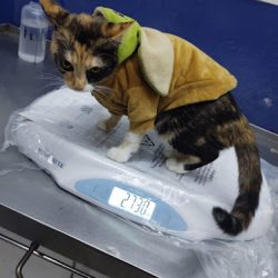 Clínica Veterinaria "los Ángeles".