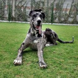 Clinica Veterinaria Natura Viva